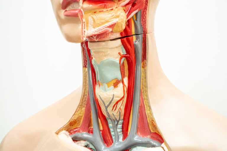 Thyroid Test_Gland_mend.zone_Health_Checkup_Blood_Test