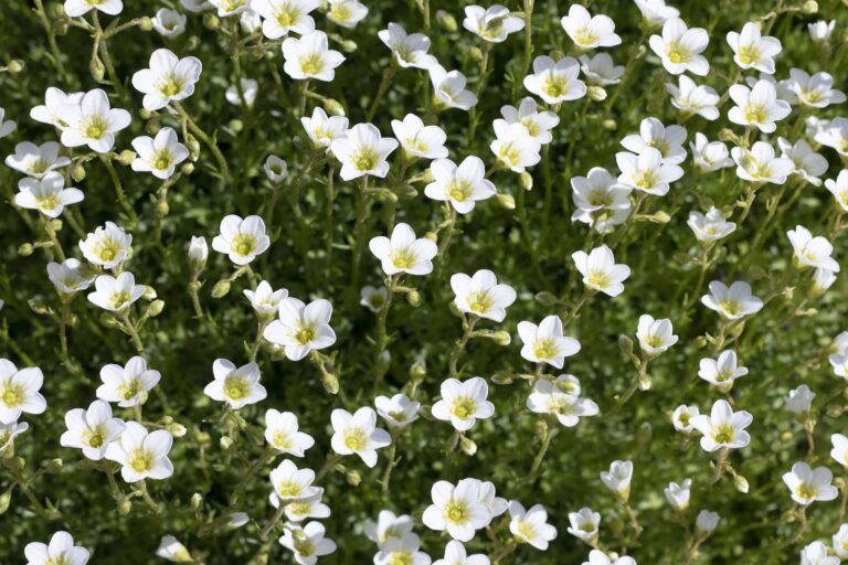 Bacopa monnieri (Brahmi) Health Benefits, Nutrition Facts, Potential Side Effects, and Uses by Mend Zone