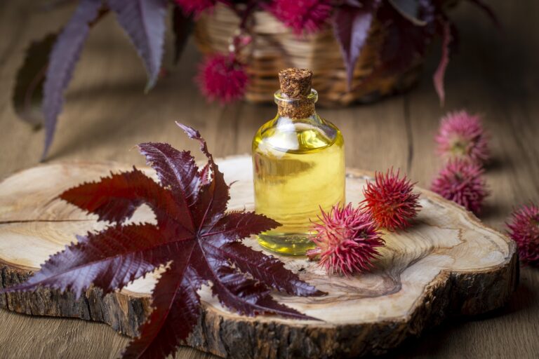 Castor Oil Benefits Beauty Secrets of Castor Oil