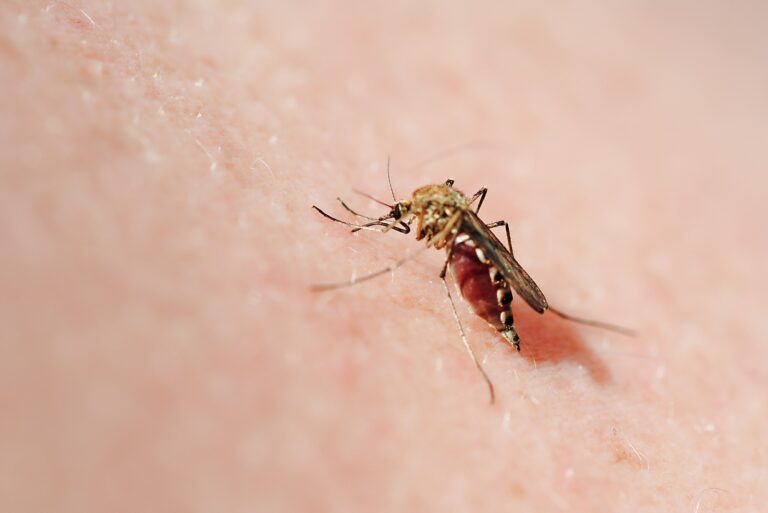 Dengue Fever Symptoms, Prevention, and FAQs by mend zone