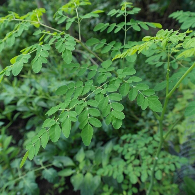 Drumstick Leaves The Nutritional Powerhouse from Your Backyard, mendzone