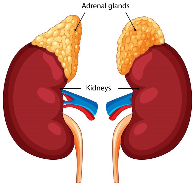 Face Whitening Creams, Nail Polish, Excessive Exercise: How Everyday Choices Can Harm Your Kidneys