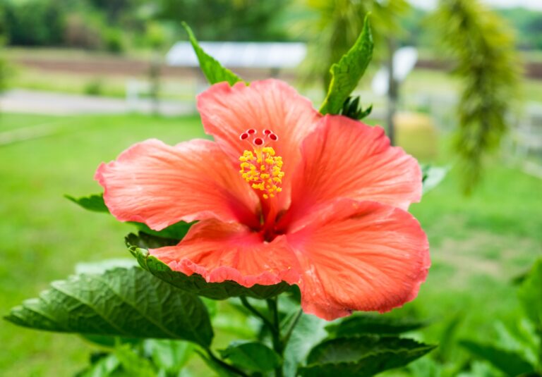 Hibiscus Flower Health Benefits, Nutrition Facts, Potential Side Effects, and Uses by mend.zone