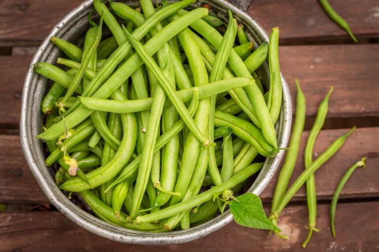 Healthy and raw green beans freshly picked from greenhouse.