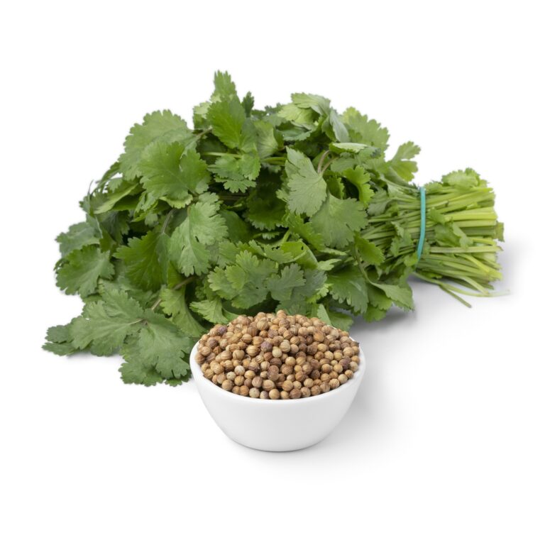 Coriander Leaves (Dhania) Health Benefits, Nutrition Facts, and Potential Side Effects, mend.zone online health checkup and blood test booking platform