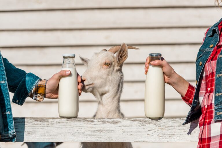 Goat Milk Nature's Nutrient-Rich Alternative