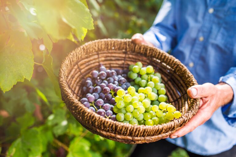 Grapes A Nutritional Powerhouse - Purpose, Health Benefits, and FAQs