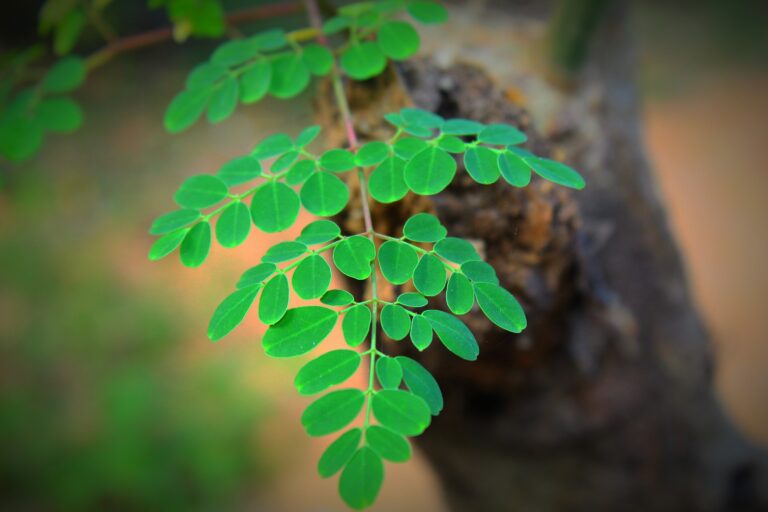 Moringa Nature's Multivitamin - A Comprehensive Guide to its Health Benefits