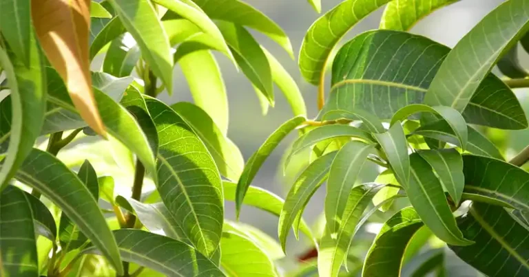 10 Everyday Ways to Use Mango Leaves in Your Home Unlocking Nature's Hidden Helper