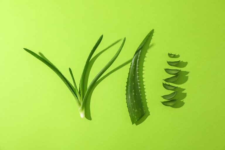 Aloe Vera Health Benefits, Uses, and Potential Side