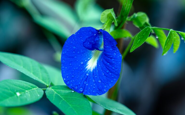 Aparajita (Butterfly Pea) Benefits, Uses, and Potential Side Effects, mend.zone