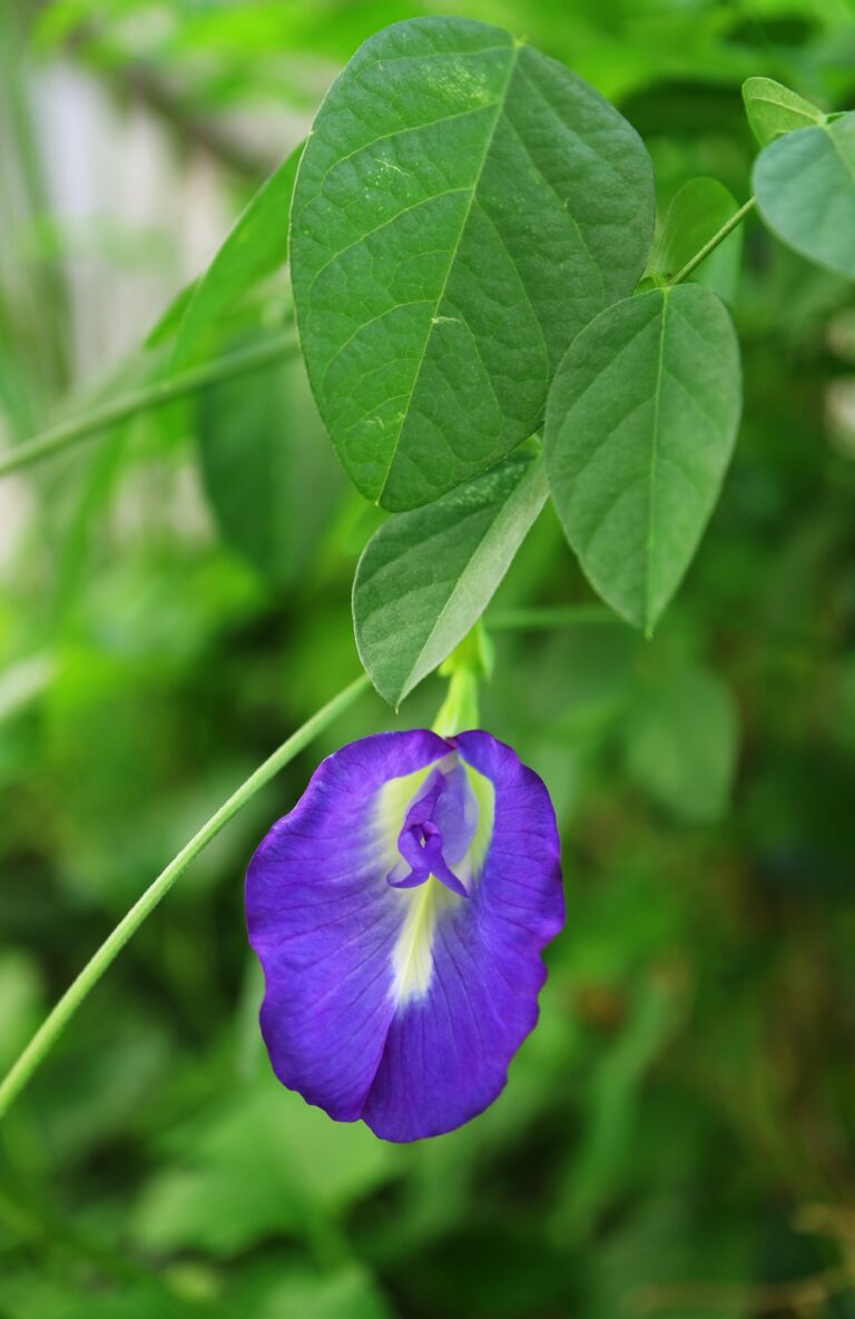 Aparajita Flower A Complete Guide to Its Health Benefits and Uses