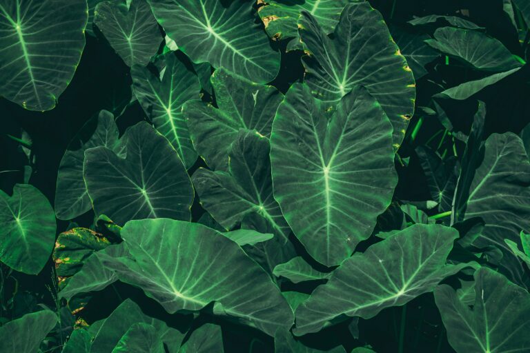 Arbi Leaves (Colocasia Leaves) A Nutritional Powerhouse with Surprising Health Benefits