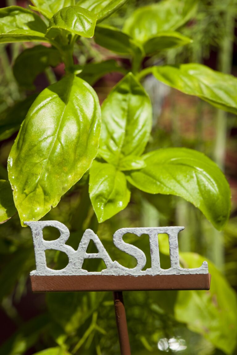 Basil The Unexpected Beauty Booster From Your Herb Garden