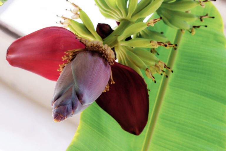 Benefits of Banana Flower for Women A Nutritional Blossom for Health and Wellness, mend.zone