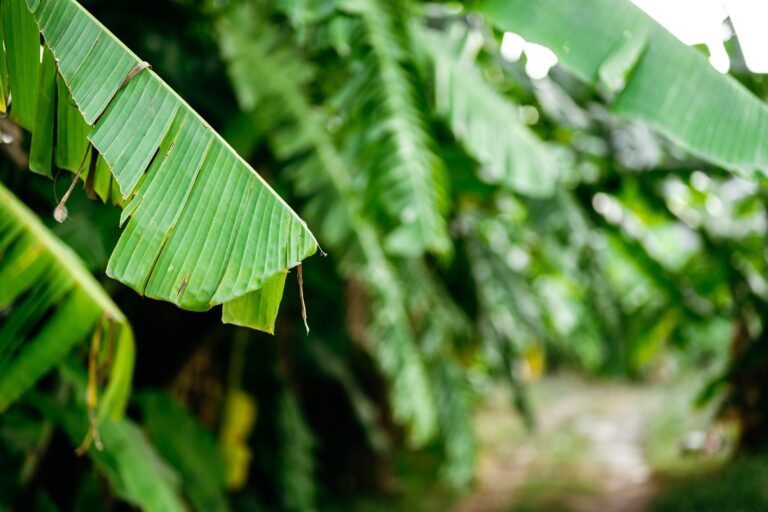 Beyond the Plate 10 Surprising Health Benefits of Banana Leaves