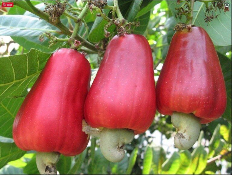 Cashew Apple or Cashew Fruit Benefits, Uses, and Potential Side Effects, mend.zone