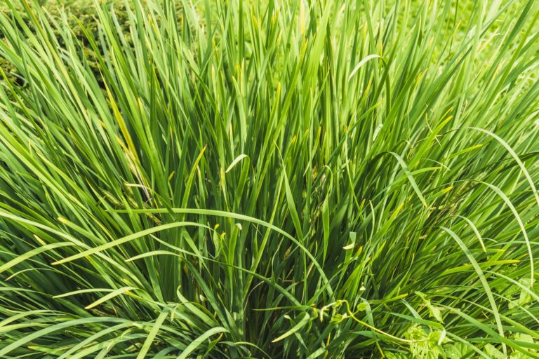 Citronella Grass: Health Benefits, Uses, and Potential Side Effects, mend.zone