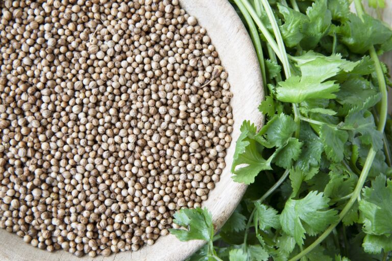 Coriander Health Benefits, Uses, and Potential Side 