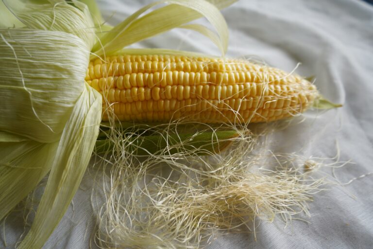 Corn Silk 30 Health Benefits You Should Know