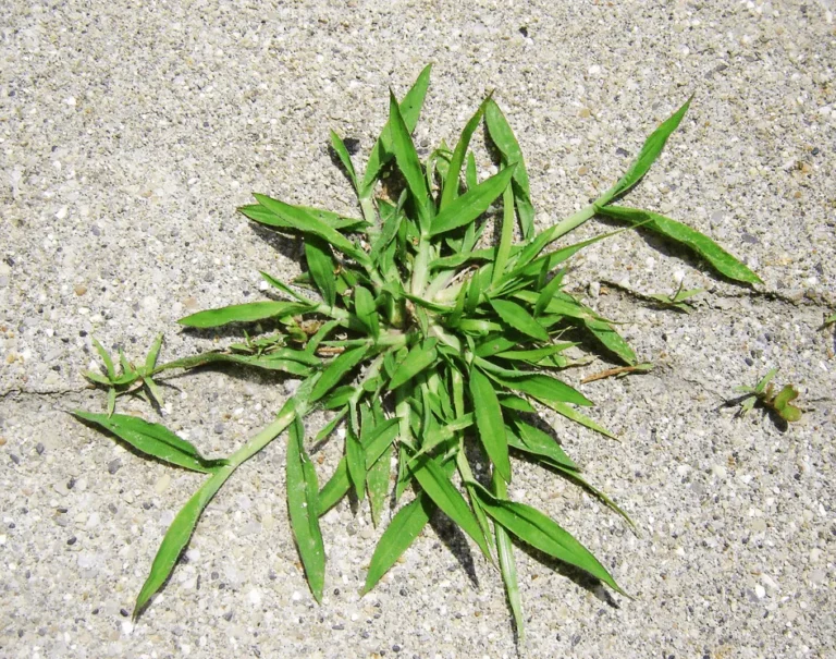 Crabgrass Health Benefits, Uses, Recipe, and Potential Side Effects