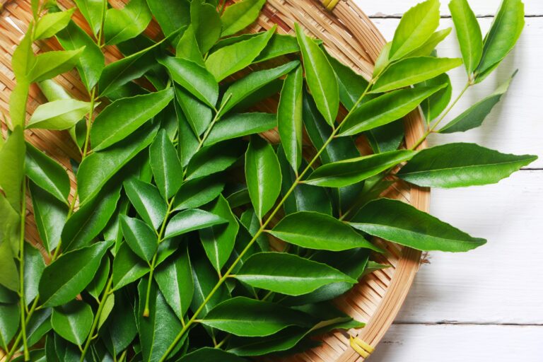 Curry Leaves The Aromatic Herb with Hidden Health Benefits