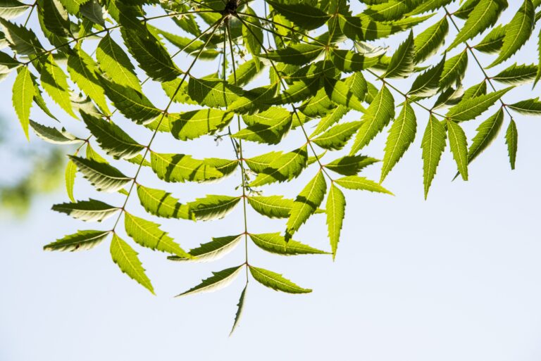 Eating Neem Leaves A Complete Guide to Its Benefits