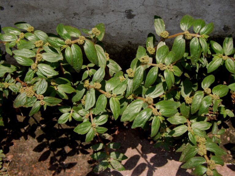 Euphorbia Hirta (Asthma-plant) Health Benefits, Uses, and Potential Side Effects