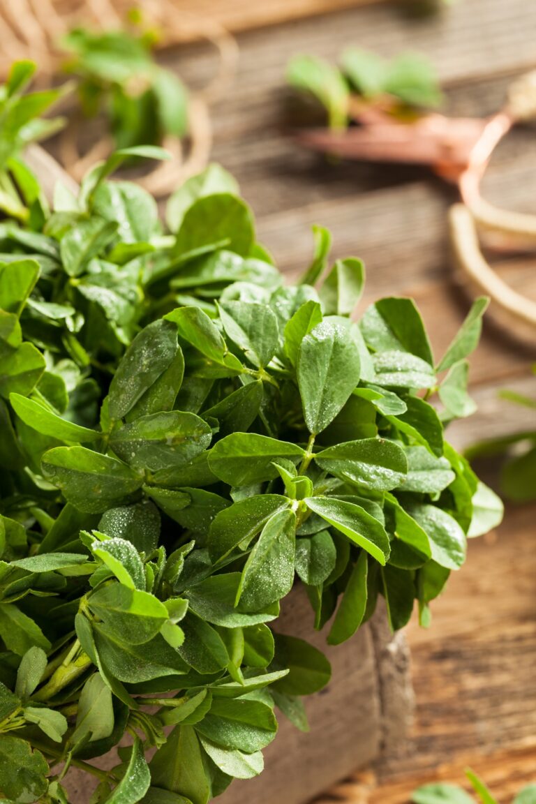 Fenugreek Leaves (Methi) Health Benefits, Nutritional Value, and Potential Side Effects