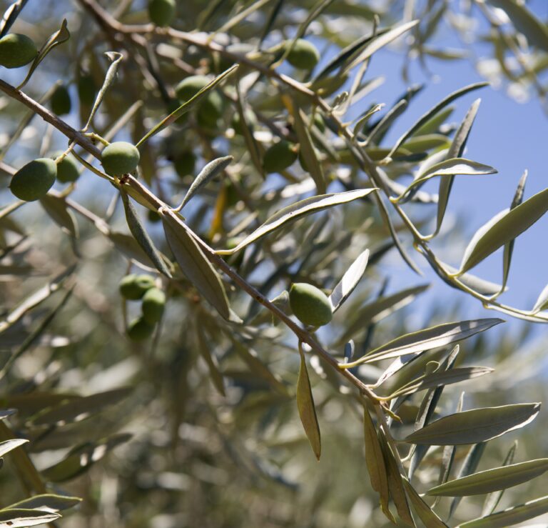 Health Benefits of Olive Leaves A Natural Health Booster, mend.zone