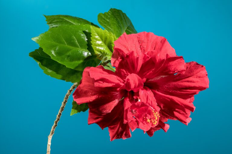 Hibiscus Health Benefits, Uses, and Potential Side