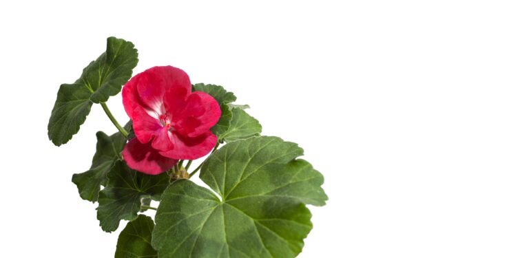 Hidden Power of Geranium Leaves A Complete Guide to Benefits and Uses