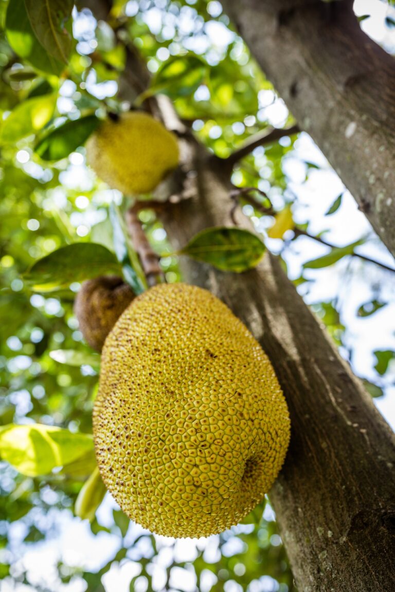 Jackfruit Benefits For Male & Female