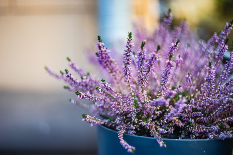 Lavender Health Benefits, Uses, and Potential Side Effects