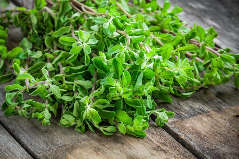 Marjoram Health Benefits, Uses, and Potential Side Effects