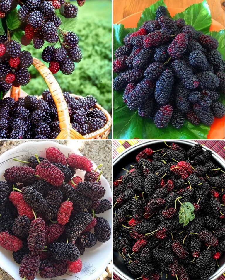 Mulberry Health Benefits, Nutrition Facts, Uses, and Potential Side Effects