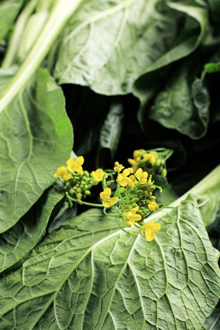 Mustard Greens leaves (Sarson) Health Benefits, Nutritional Value, and Potential Side Effects