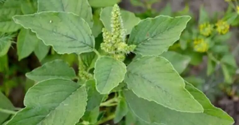 Pigweed Health Benefits, Uses, and Potential Side Effects, mend.zone