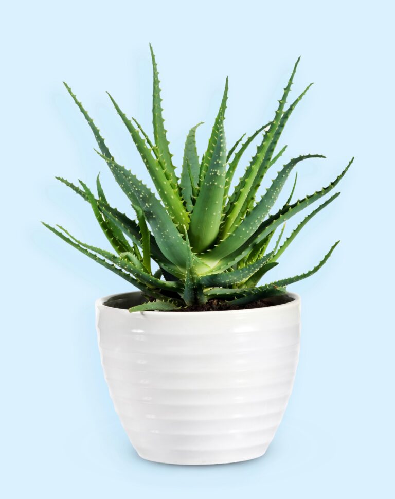 Potential Side Effects of Aloe Vera for Health, Skin, and Hair, mend.zone