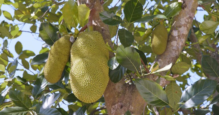 Potential Side Effects of Jackfruit