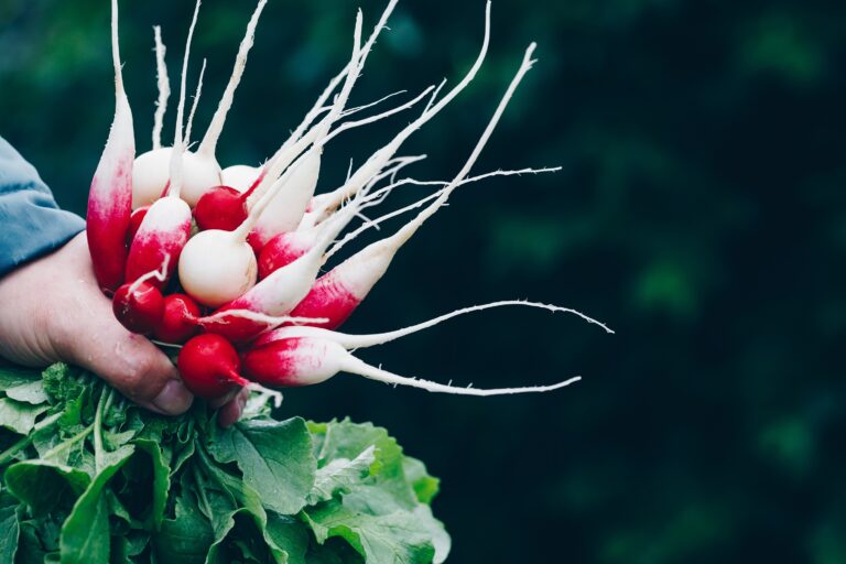 Radish (Mooli) Health Benefits, Nutritional Value, and Potential Side Effects