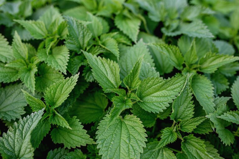 Stinging Nettle Health Benefits, Uses, and Potential Side Effects, mend.zone