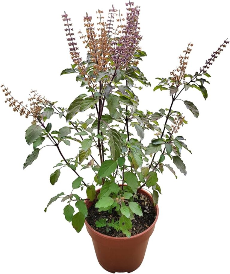 Tulsi (Holy Basil) Health Benefits, Uses, and Potential Side Effects, mend.zone