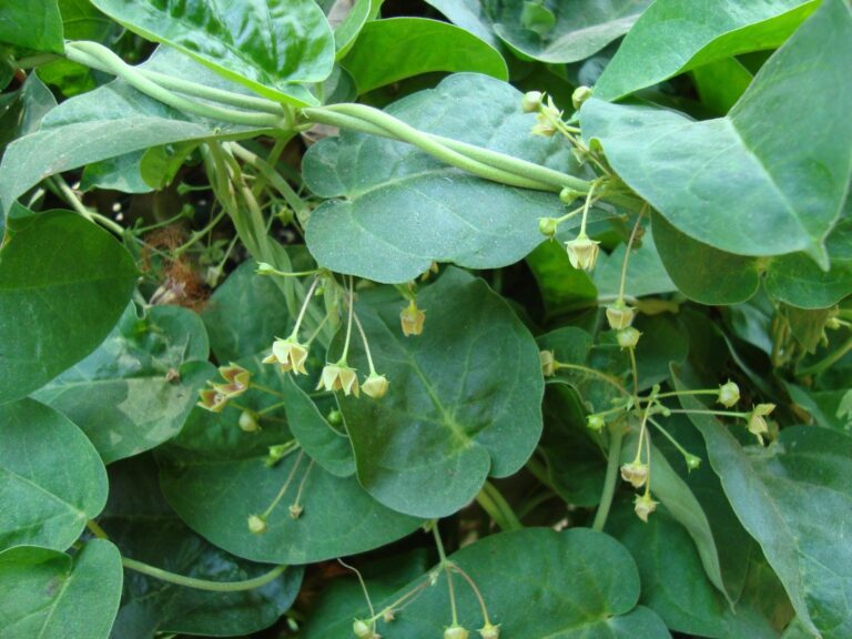 Tylophora indica Roots and Leaves: Benefits, Uses, and Potential Side Effects, mind.zone